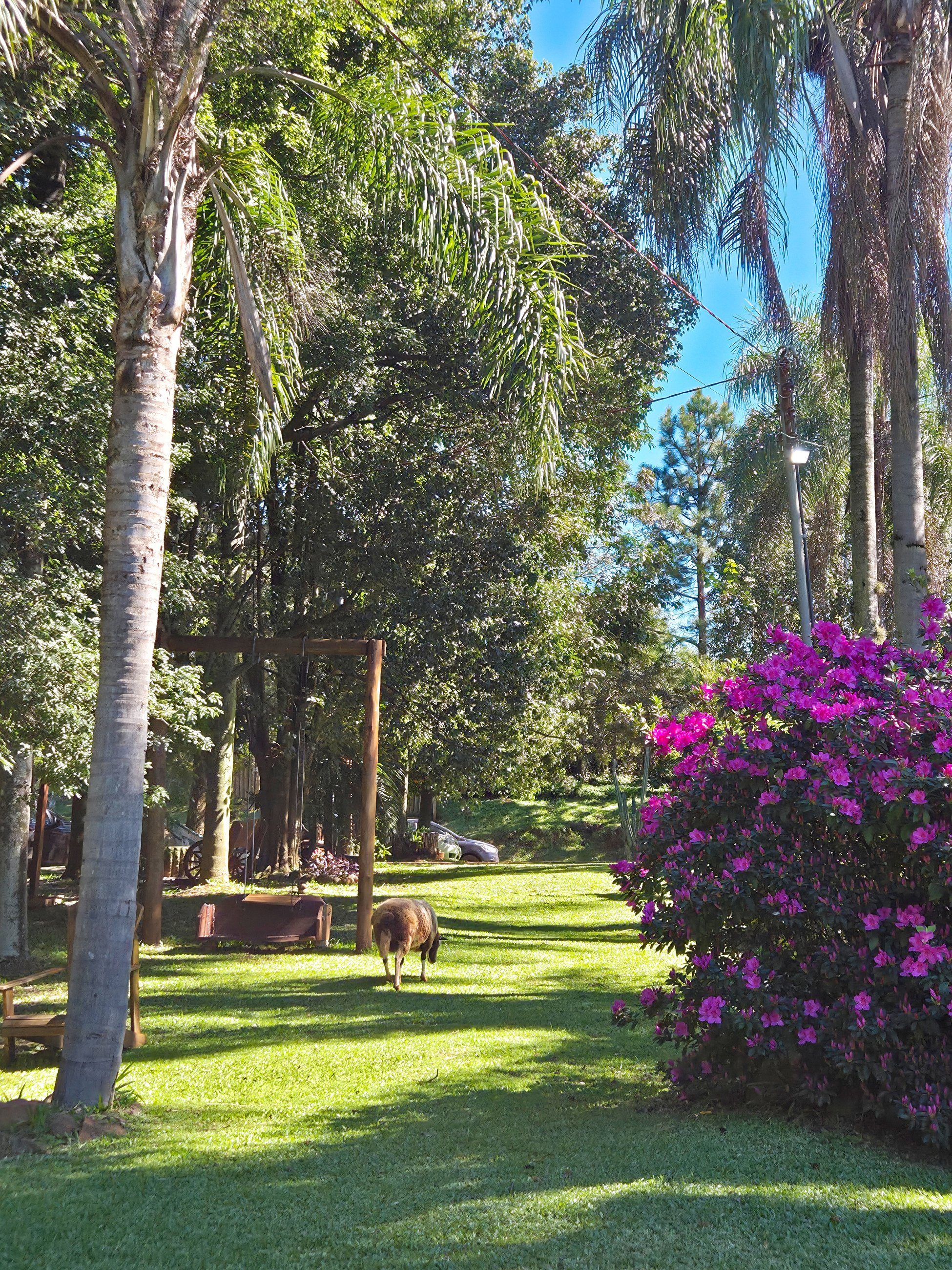 Gramado sombreado por coqueiros altos, com azaleias floridas e bancos de madeira