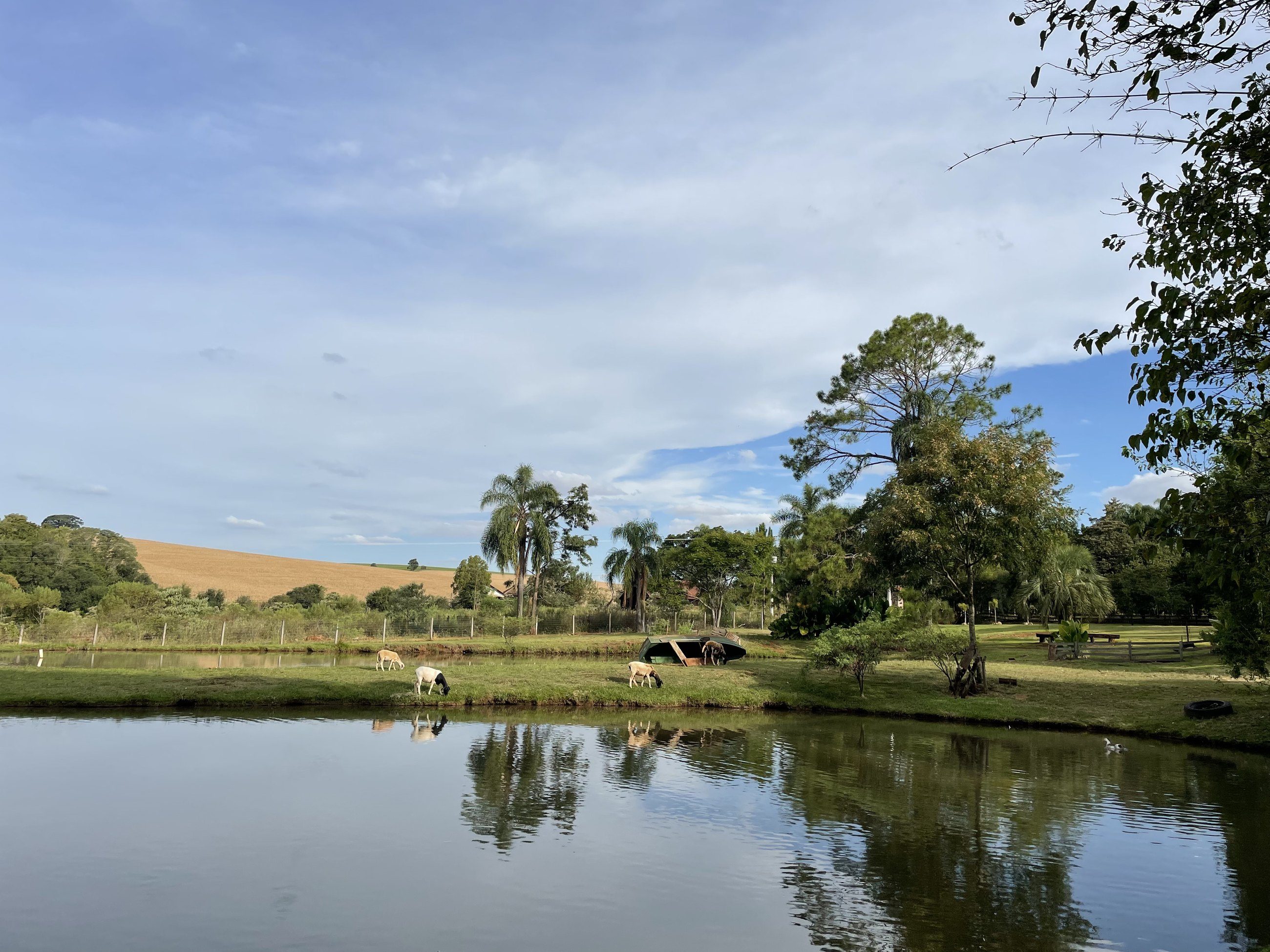 Lago de águas calmas refletindo árvores e palmeiras, com campo e coxilhas ao fundo